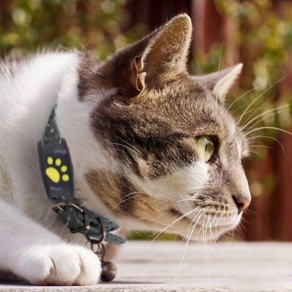PAWTRACK MINI – Compact GPS Tracker for Cats with Real-Time Location Monitoring