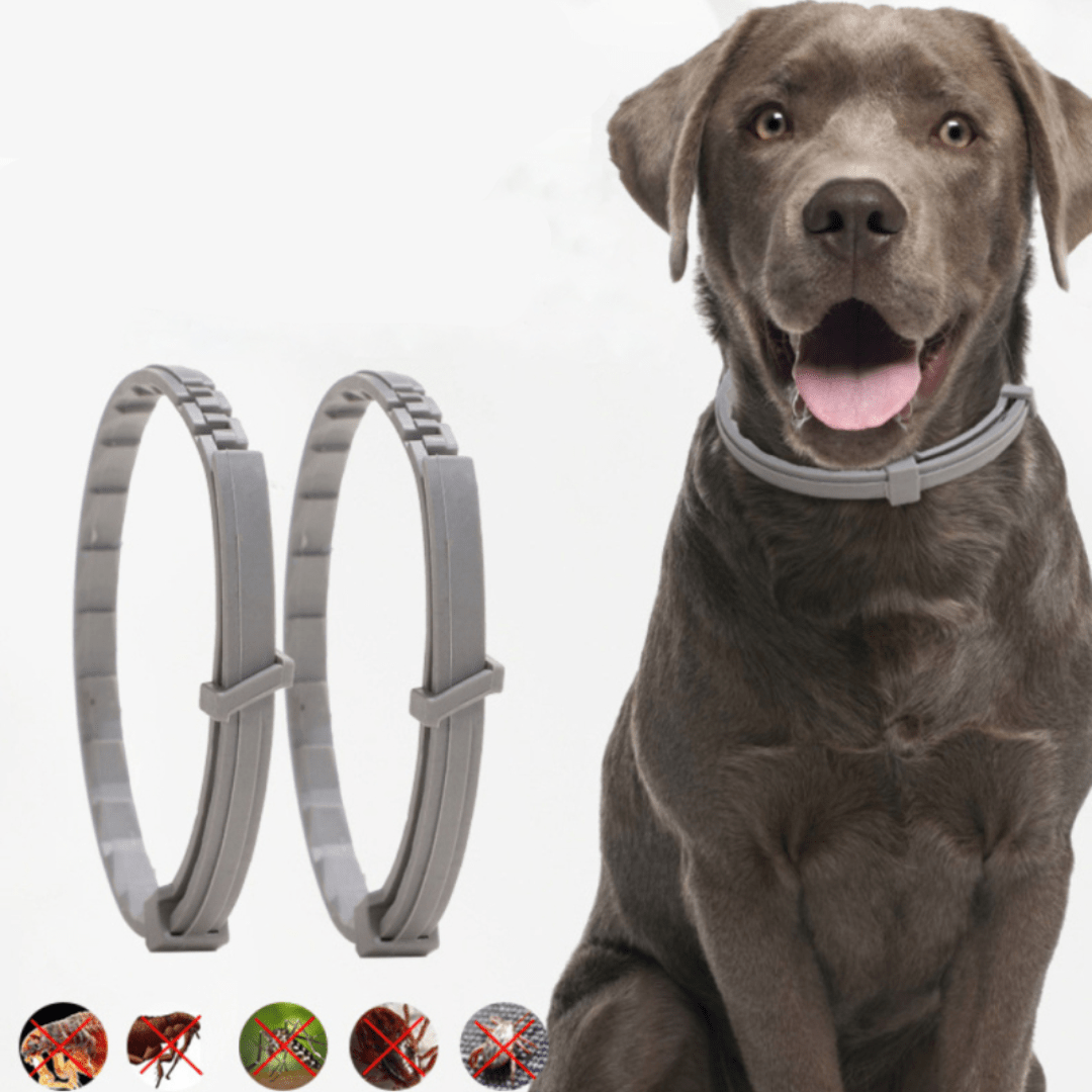 FLASHIELD – Anti-flea and tick collar for dogs and cats with natural protection