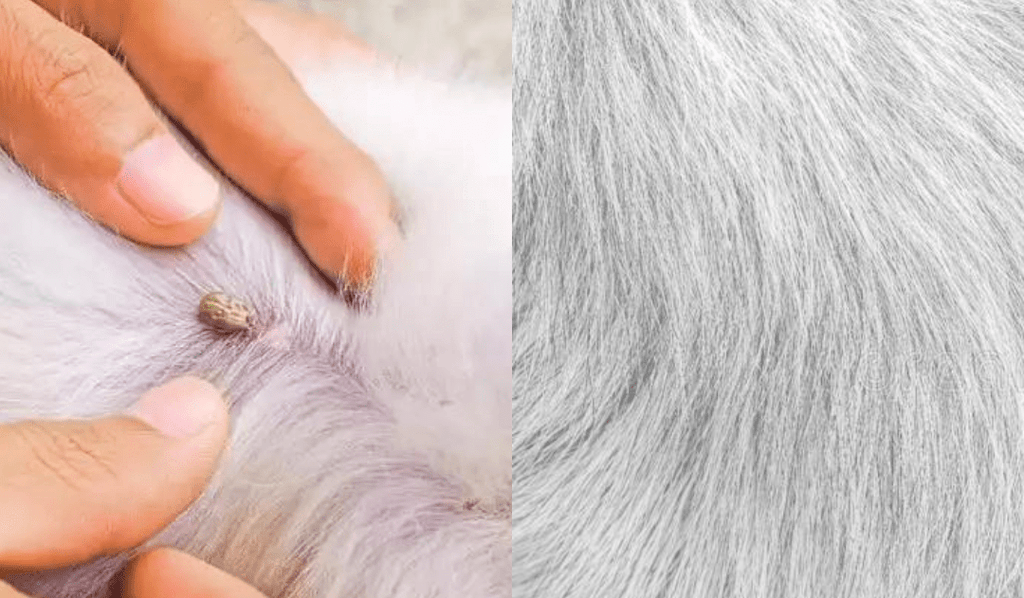 FLASHIELD – Anti-flea and tick collar for dogs and cats with natural protection