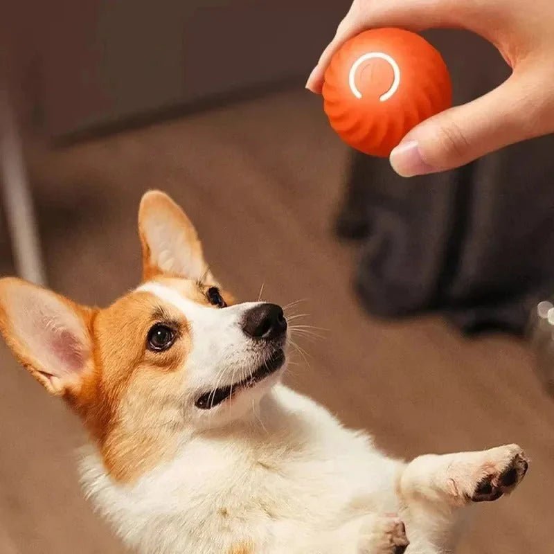 MAXIME PLAYER – Intelligent interactive ball for dogs