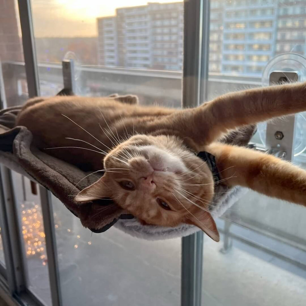 Pawperch – Foldable cat hammock with wall-friendly mount | Drill-free window perch for cats