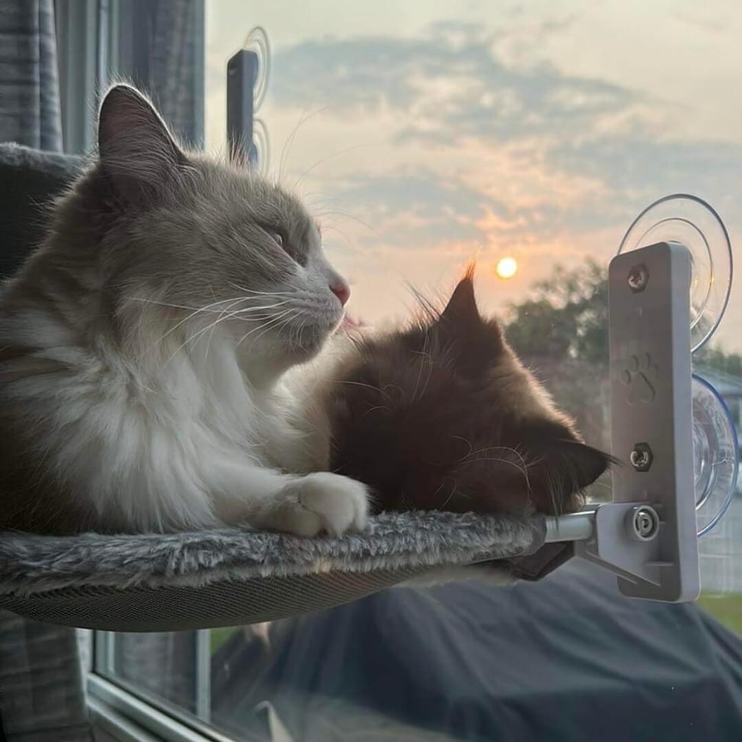 Pawperch – Foldable cat hammock with wall-friendly mount | Drill-free window perch for cats