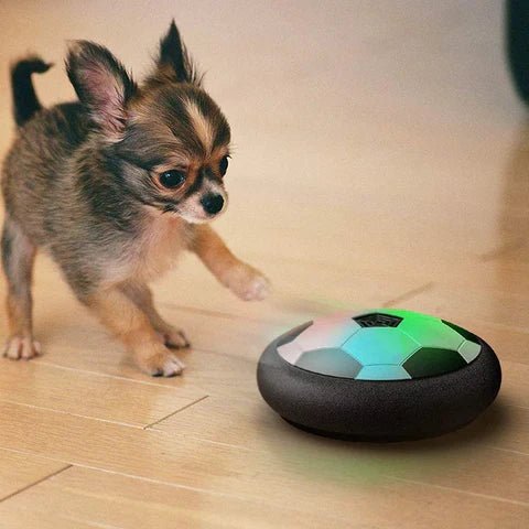 Playball Pro – Smart interactive dog ball with random movement for active play