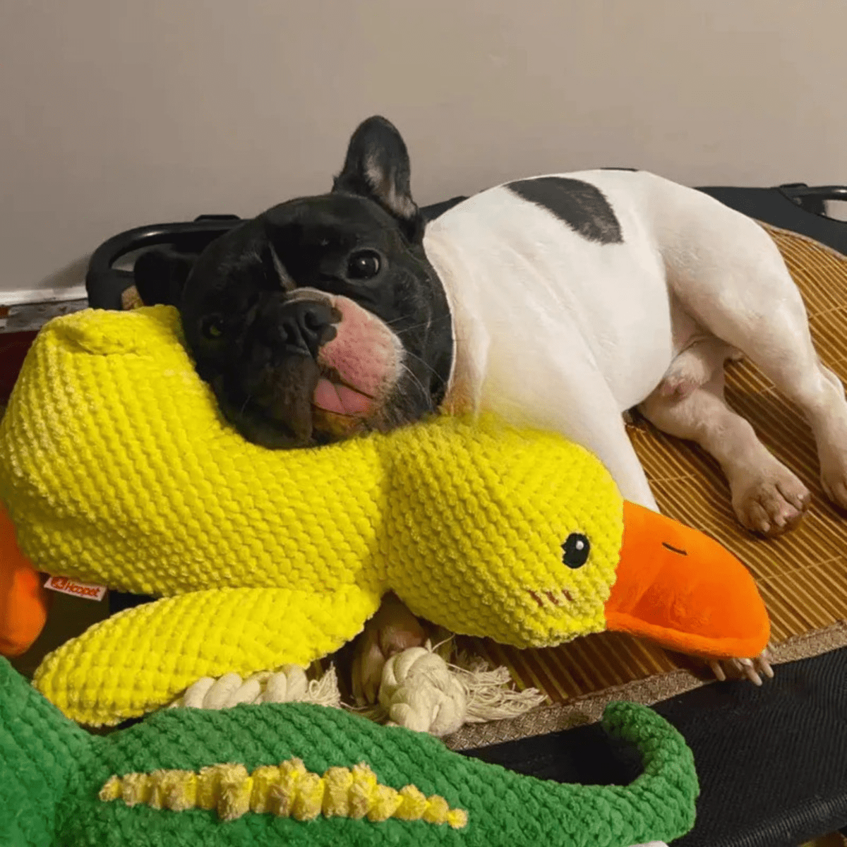 Quackly – Soothing Plush Toy for Dogs with Squeaker, Machine Washable
