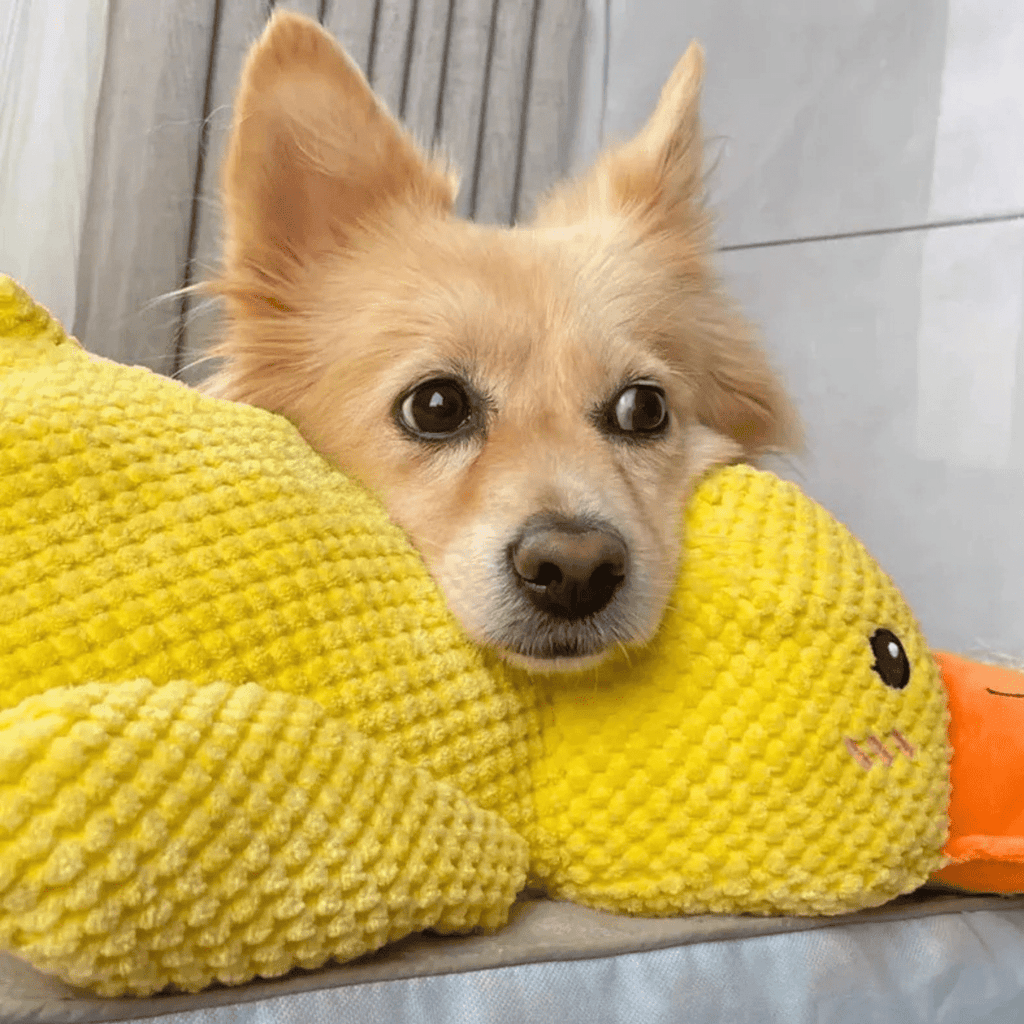 Quackly – Soothing Plush Toy for Dogs with Squeaker, Machine Washable