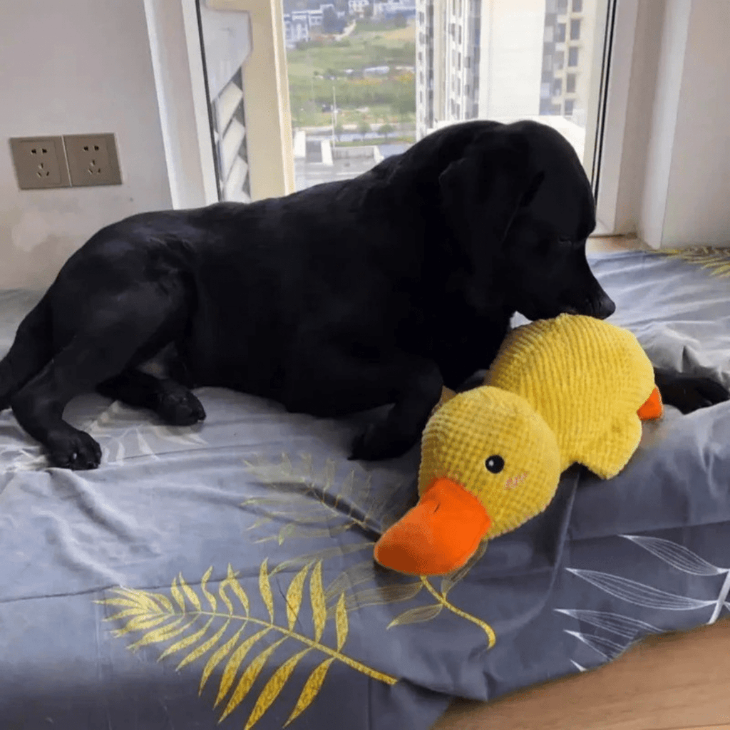Quackly – Soothing Plush Toy for Dogs with Squeaker, Machine Washable
