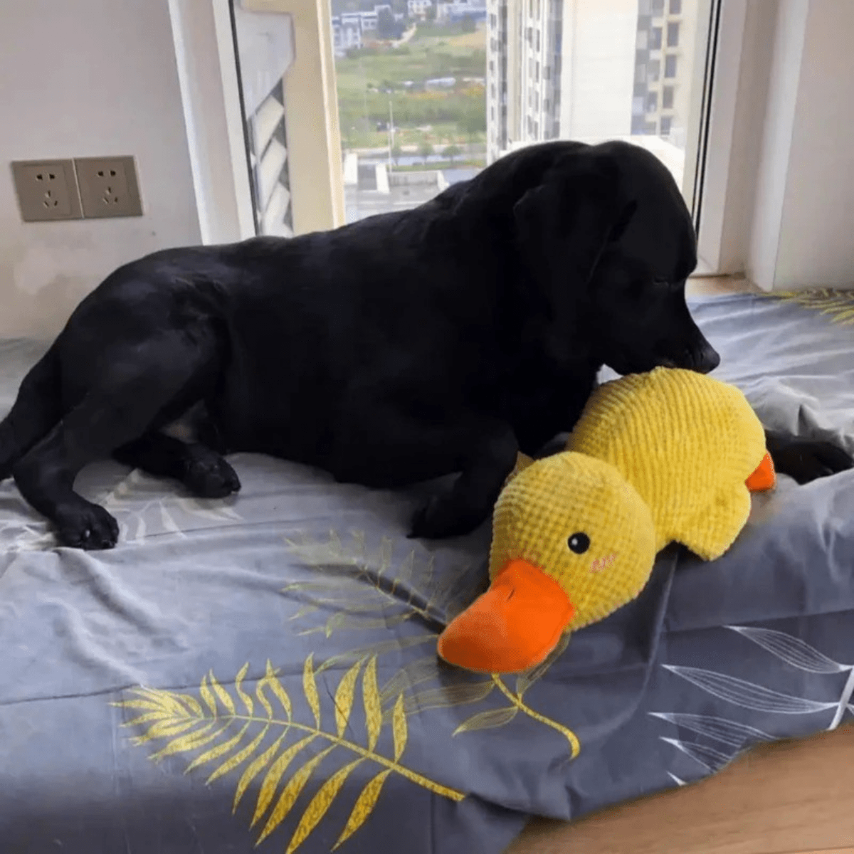Quackly – Soothing Plush Toy for Dogs with Squeaker, Machine Washable