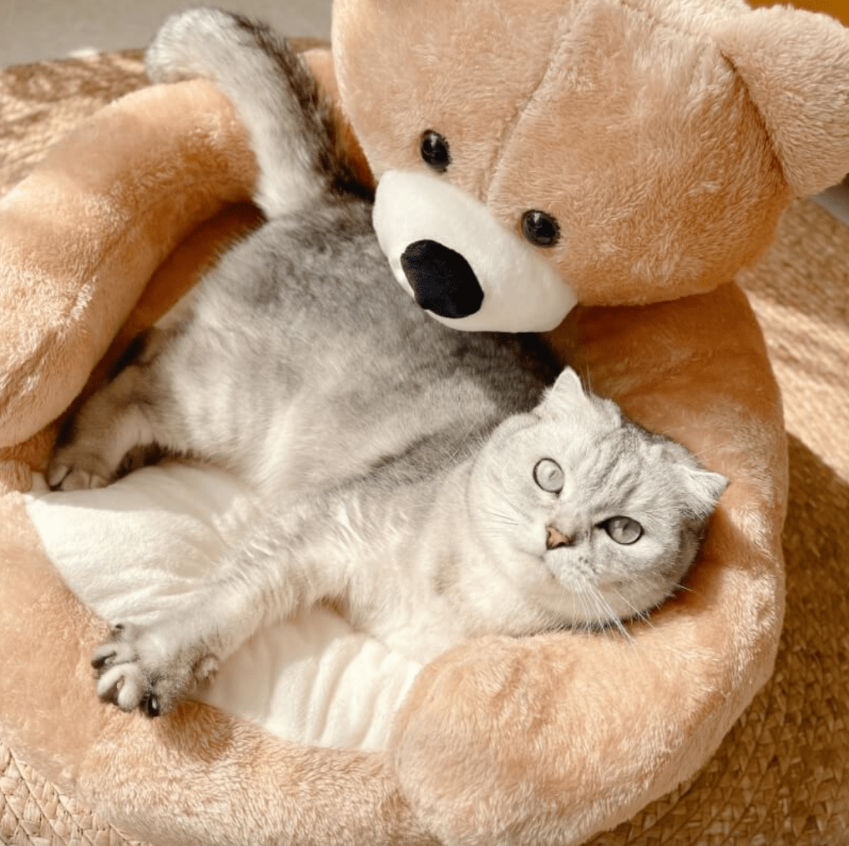 SAMIYA – Plush cat bed with raised edge for comfort and safety